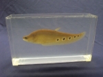 Foto Galerie/Osteoglossiformes/Chitala ornata_01_SS.jpg